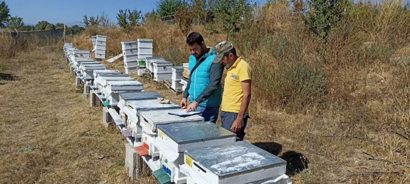 Arılı kovan sayımları devam ediyor