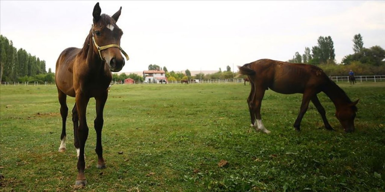 Konya’nın şampiyon yarış atlarını yetiştiren yaylası