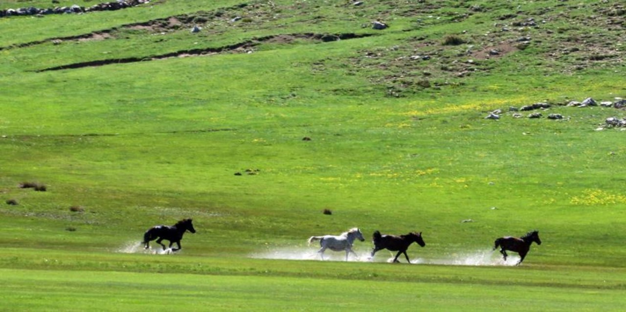 'Küpe Çukuru'nun yılkı atları