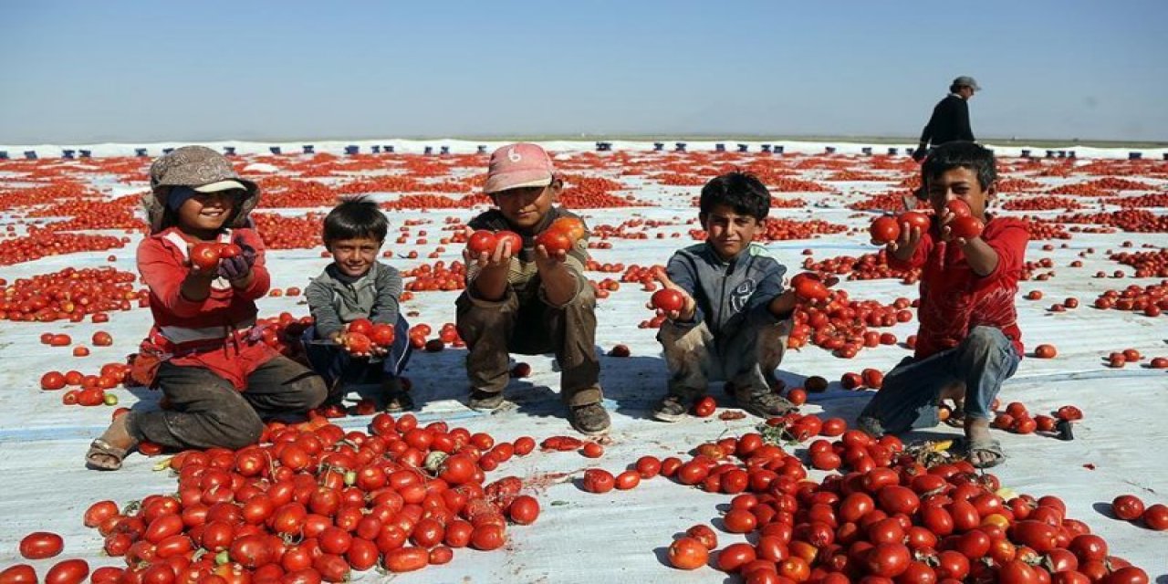 Türk domatesinin Avrupa mutfağına yolculuğu