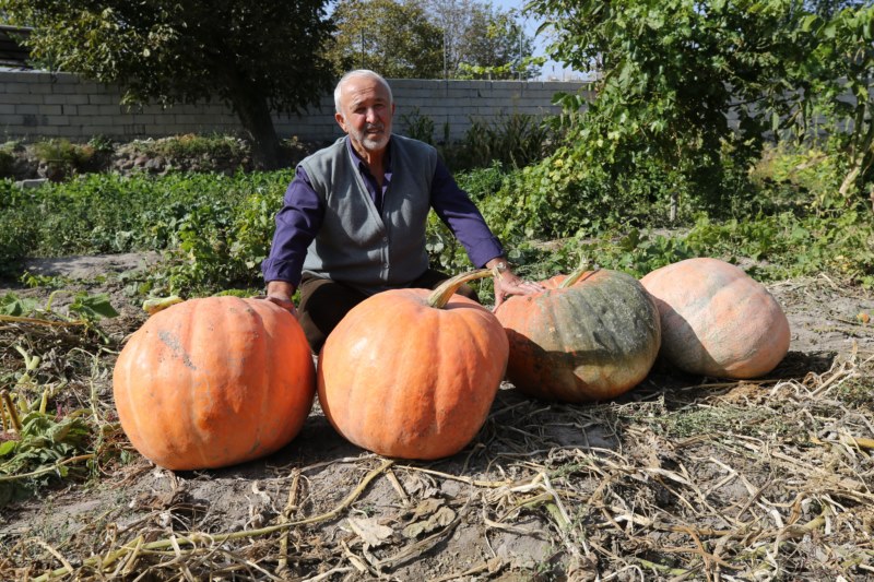 40 kilogramlık bal kabağı görenleri hayrete düşürdü