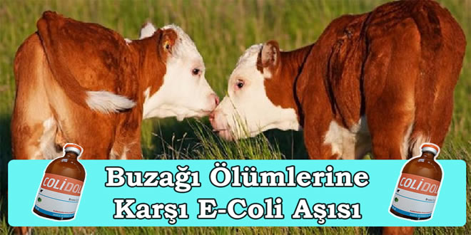 Buzağılarınızı aşıyla koruyun