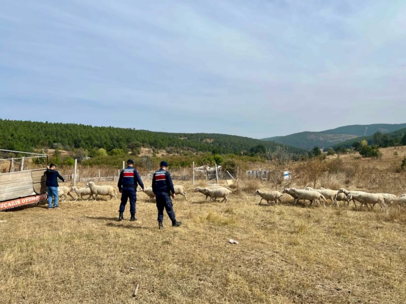 Jandarma kaybolan küçükbaş hayvan sürüsünü buldu