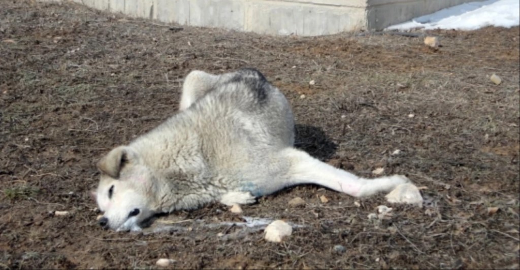 Seydişehir'de kangal cinsi çoban köpeklerinin zehirlendiği iddia edildi