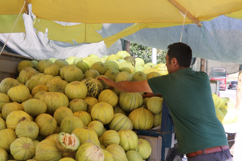 Tuzlu toprakta yetişen kavunun daha tatlı olduğu belirlendi