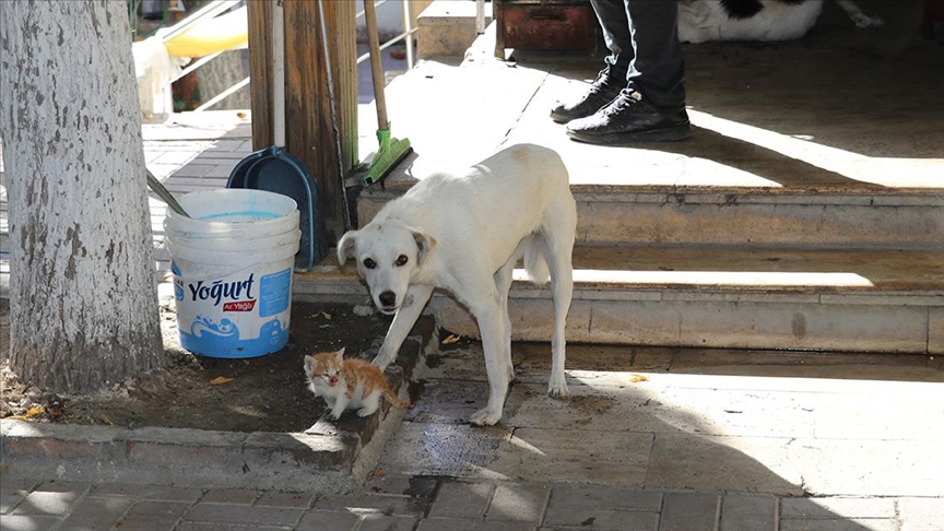 İÇİNİZİ ISITACAK GÖRÜNTÜ! Köpek, kedi yavrusuna annelik yapıyor