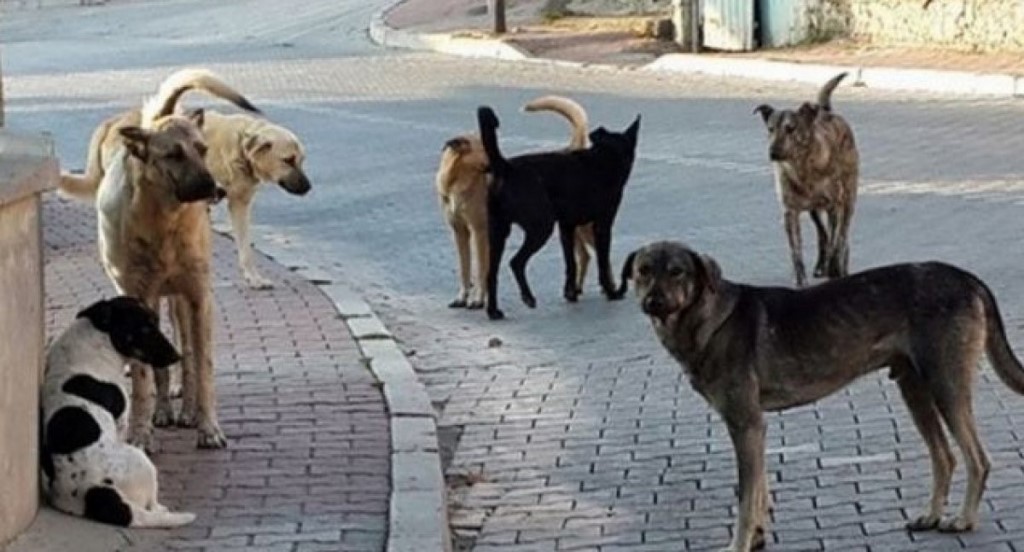 Sokak köpeği sorununa böyle çözüm buldular