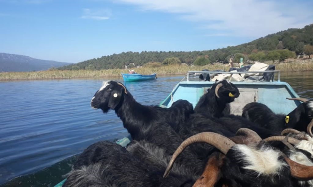 Adaya bırakılan sürüler çobansız otluyor