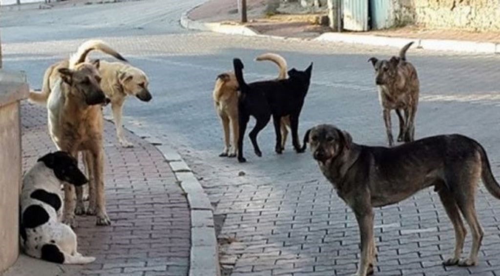 Köpek dehşeti bitmek bilmiyor