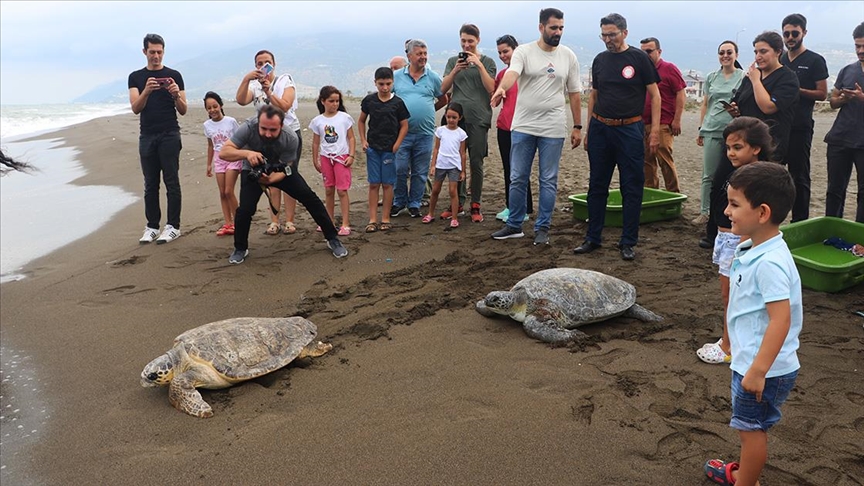 Tedavi edilen10 deniz kaplumbağası denize bırakıldı