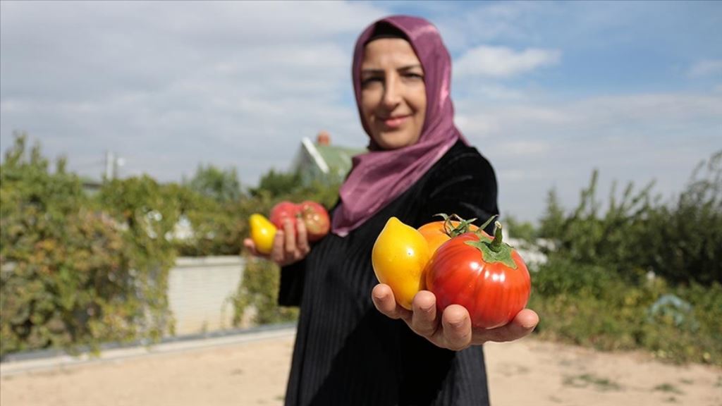 "Ata tohumu" yetiştiren kadın girişimci kooperatif kurdu