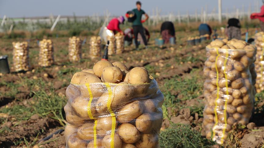 Konya'da patates hasadı yapılıyor
