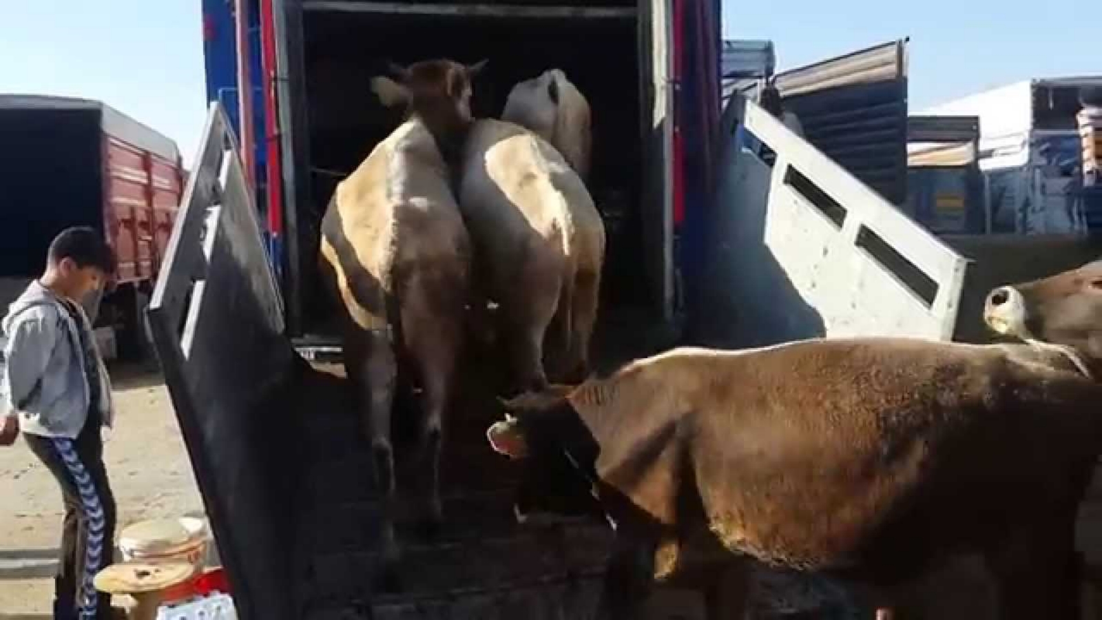 Kurbanlık taşırken bunlara dikkat!