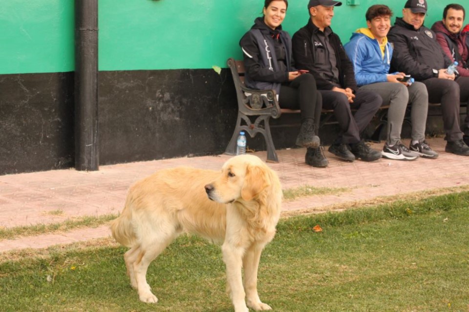 Sahaya giren sevimli köpek gülümsetti