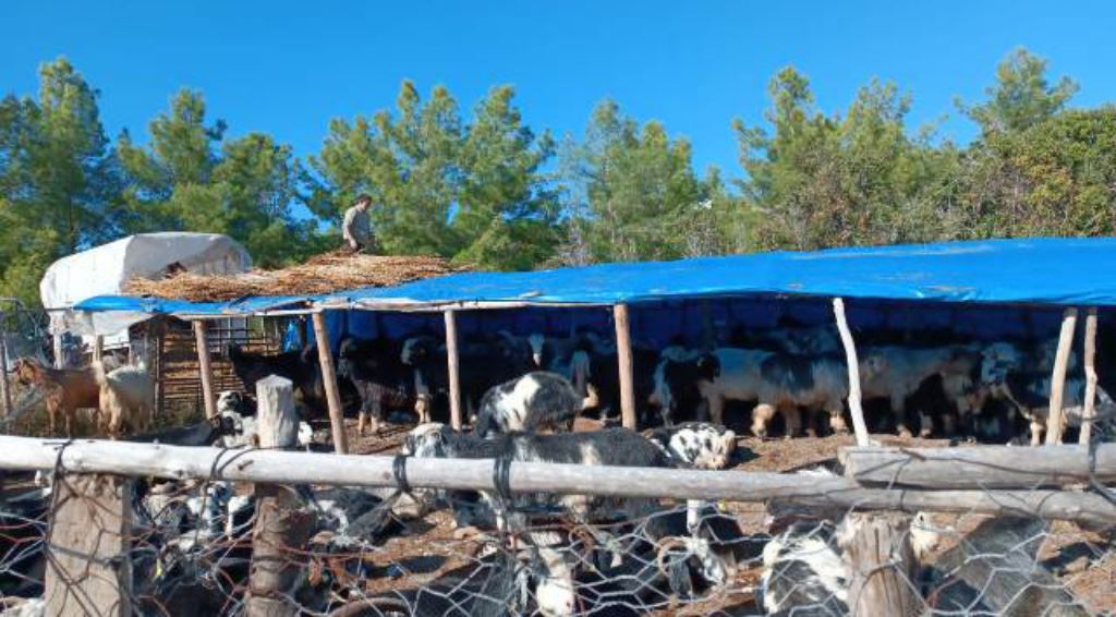 Yörüklerin Konya’dan kar göçü başladı