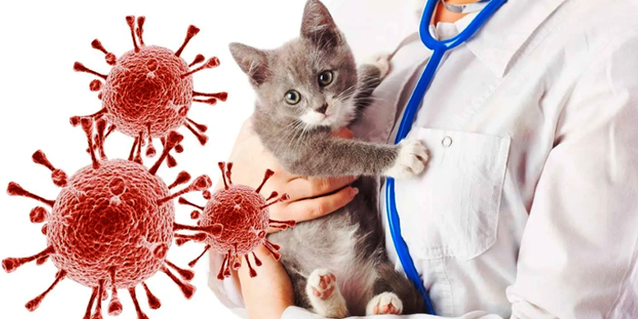 Evinde kedi besleyenlere kötü haber! Ölümcül kedi virüsü yayılıyor