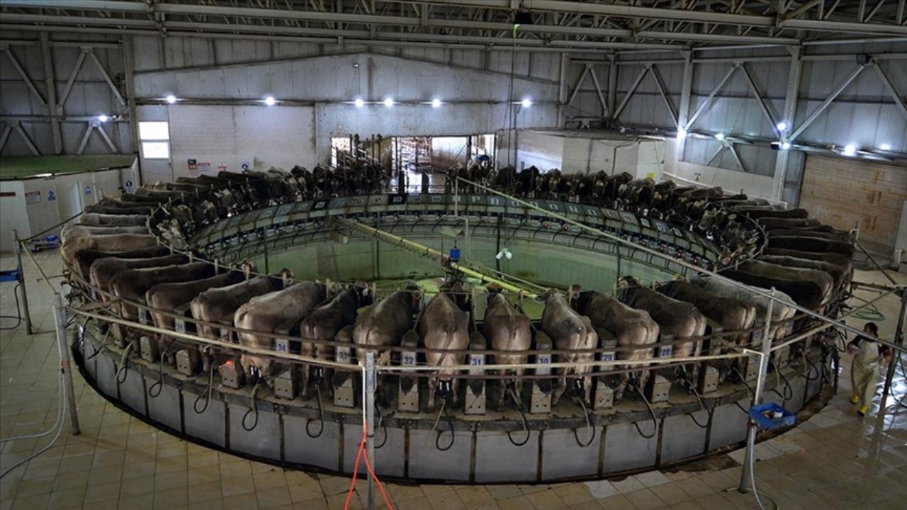 Dakikada 5 inek el değmeden sağılıyor: Günlük 35 ton süt üretiliyor