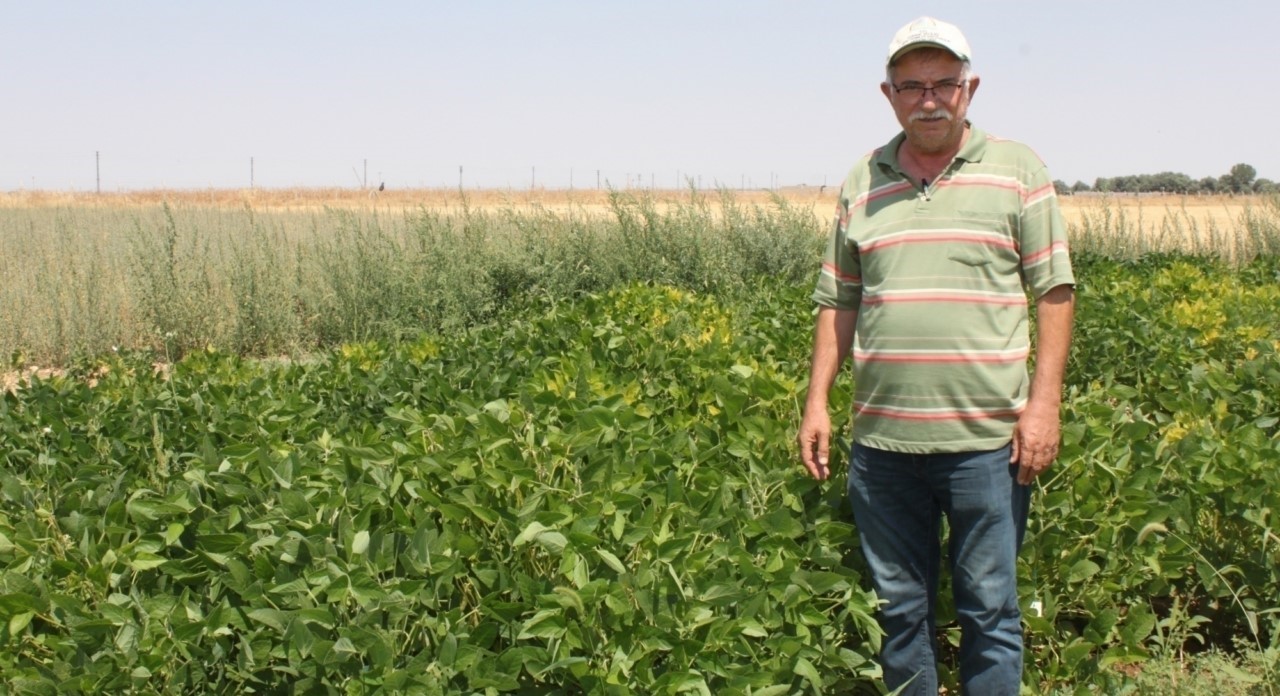 Soya Fasulyesi Orta Anadolu’nun Tarım Çeşitliliğini Arttırıyor