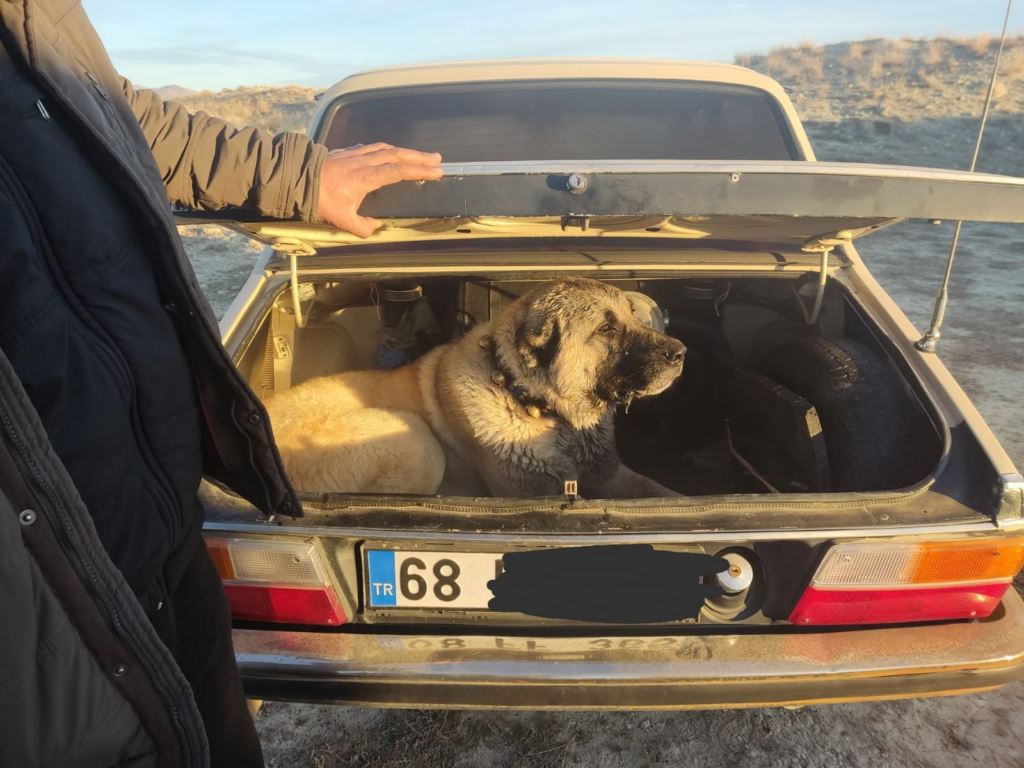 Köpek dövüştüren kişilere para cezası uygulandı