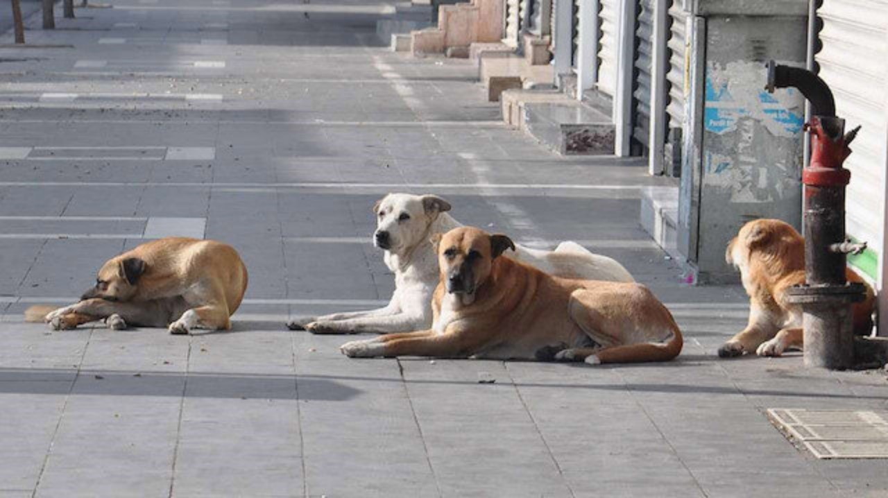 Başıboş köpek sorunuyla alakalı önemli gelişme