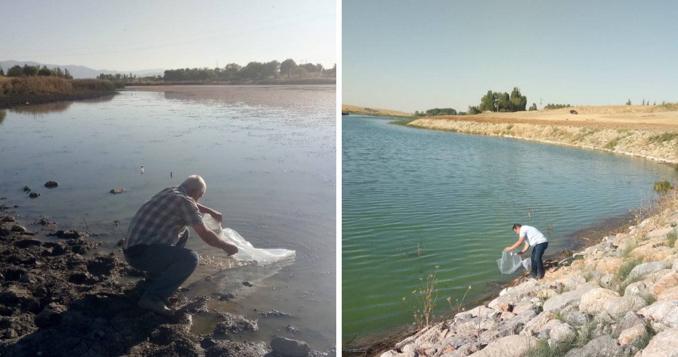 Göletlere yavru balık salındı