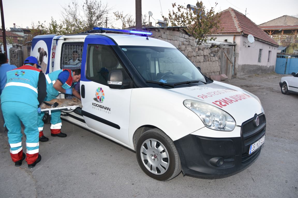 Küçük Dostlar Ambulansı can kurtarmaya devam ediyor