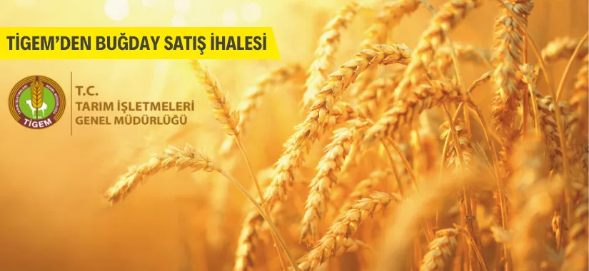 TİGEM 4.300 ton mahsul buğdayı ihaleyle satıyor