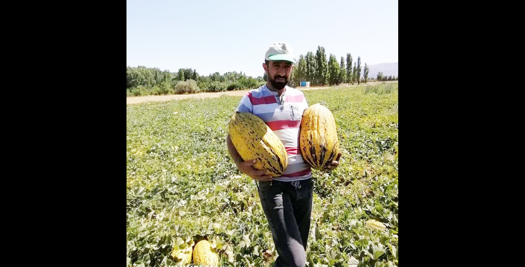 Kavunlar kendini Kırkağaç’ta sandı