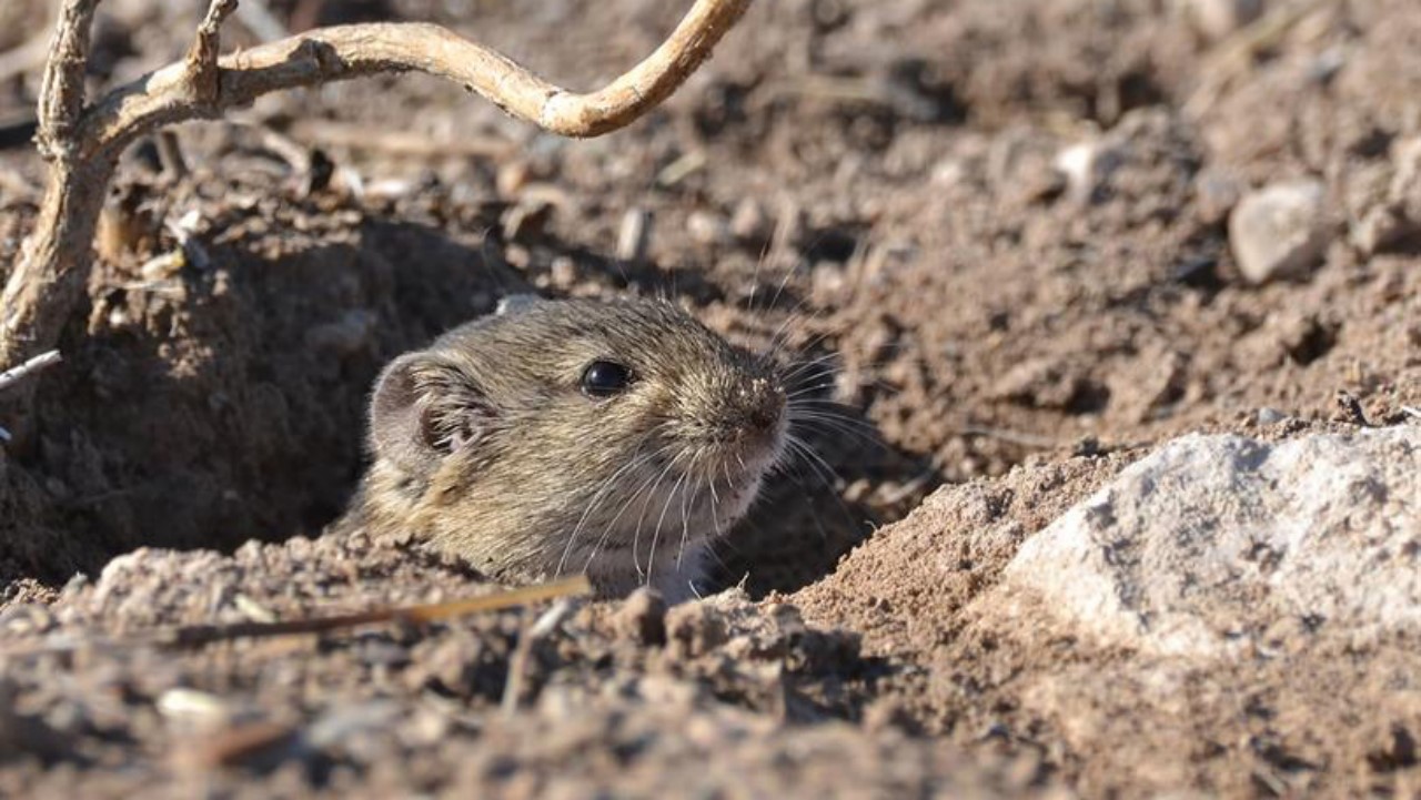 Konya Ovası’nda fare popülasyonu tarımı tehdit ediyor