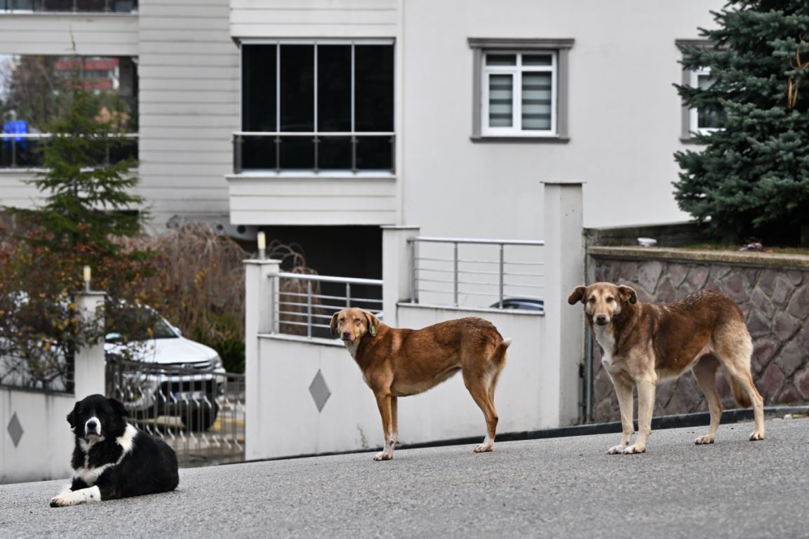 Sahipsiz köpeklerin saldırdığı hemşire canından oluyordu