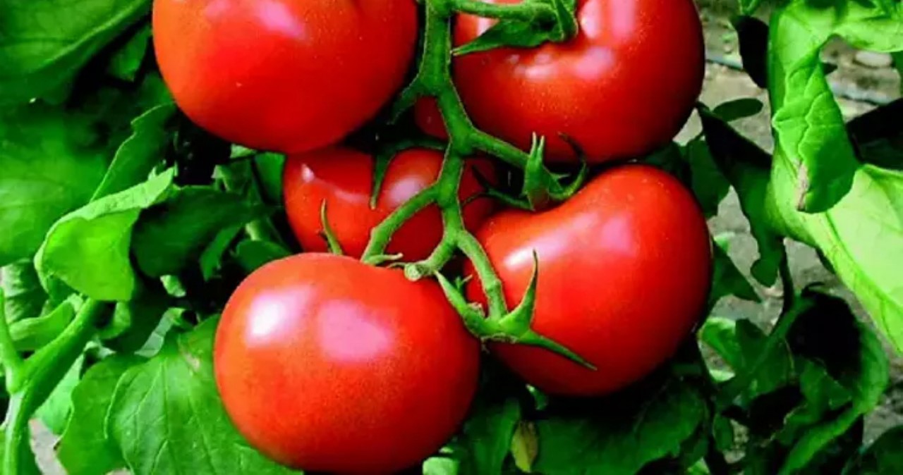 Konya'da dört mevsim kaliteli domates yetişiyor