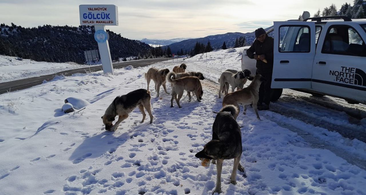 Soğuk hava şartlarında yabani hayvanlar unutulmadı