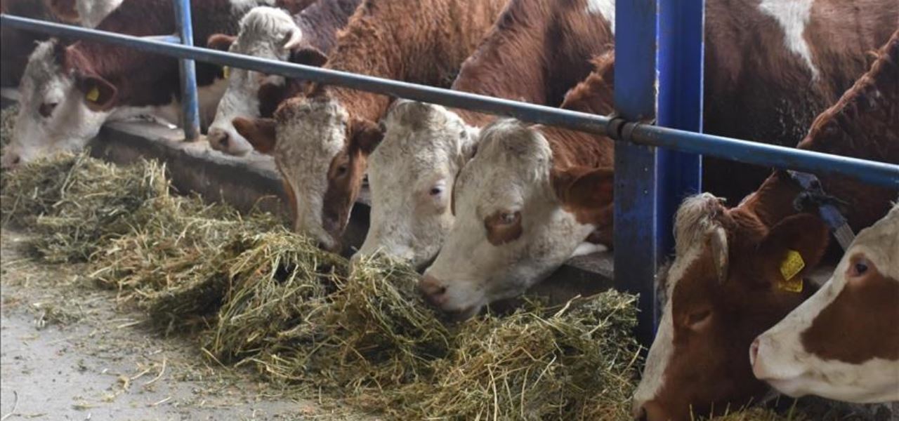 Şap riski sebebiyle canlı hayvan pazarları kapatıldı