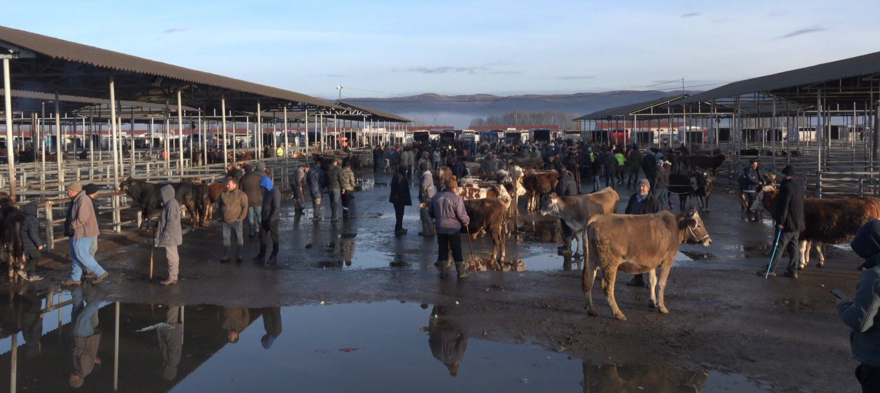 Hastalık nedeniyle kapatılan pazar, yeniden açıldı