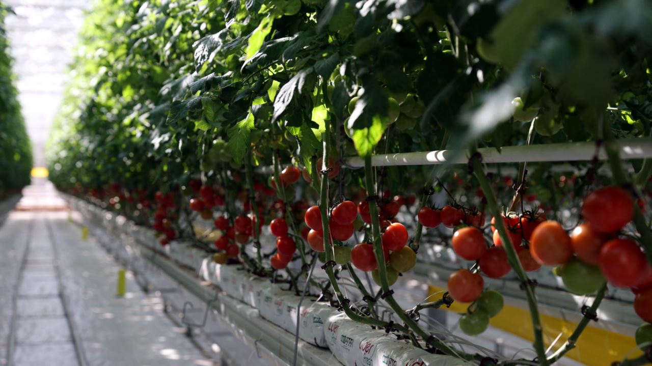 Çöpten elde edilen enerjiyle üretimi yapılan domates Avrupa ülkelerine gönderiliyor