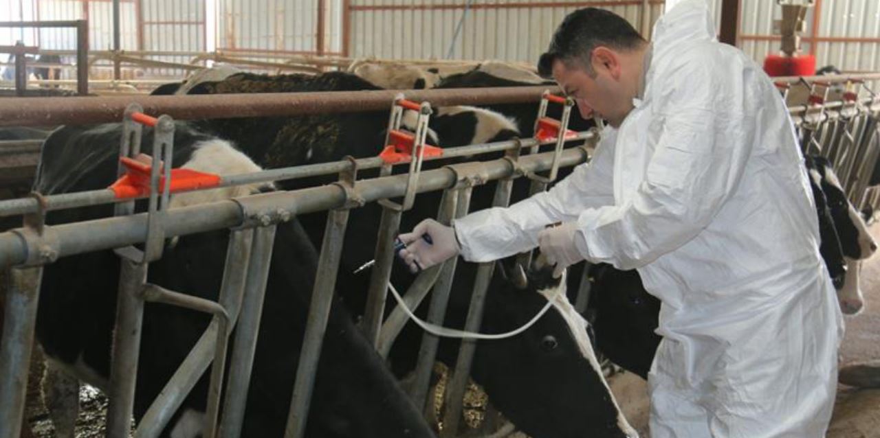 Şap hastalığı tehlikesine karşı hayvanlara aşı yapılıyor