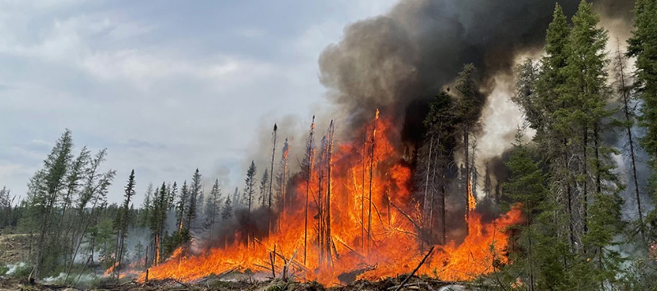 Sigaranın üretimi hem ağaçları yok ediyor, hem de izmariti ormanları yakıyor