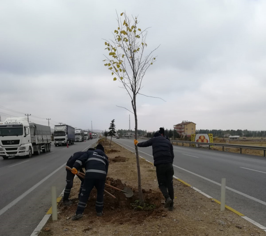 Belediyeden ağaçlandırma çalışması