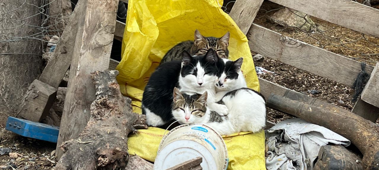 4 kardeş kedi çareyi birbirlerine sarılmakta buldular