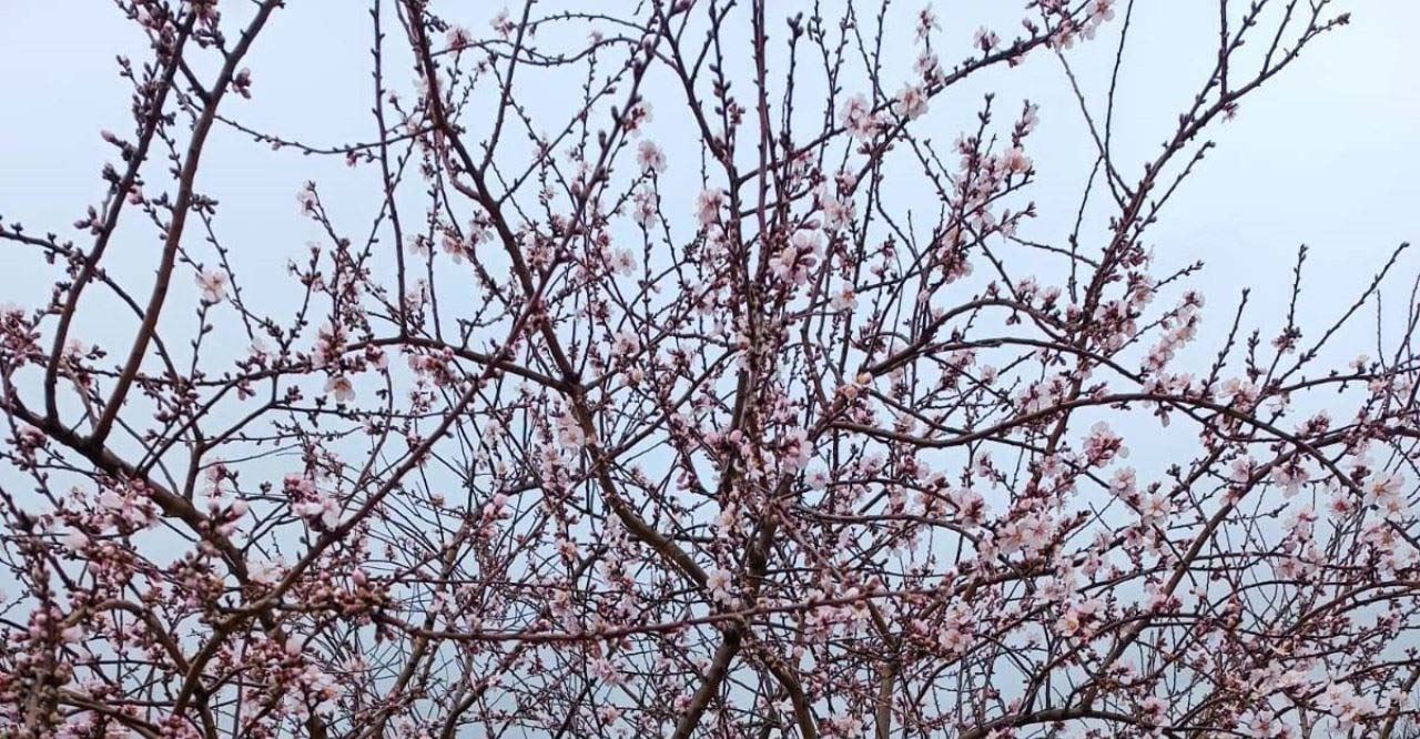 Konya'da badem ağaçlarının erken çiçek açması görenleri şaşırttı