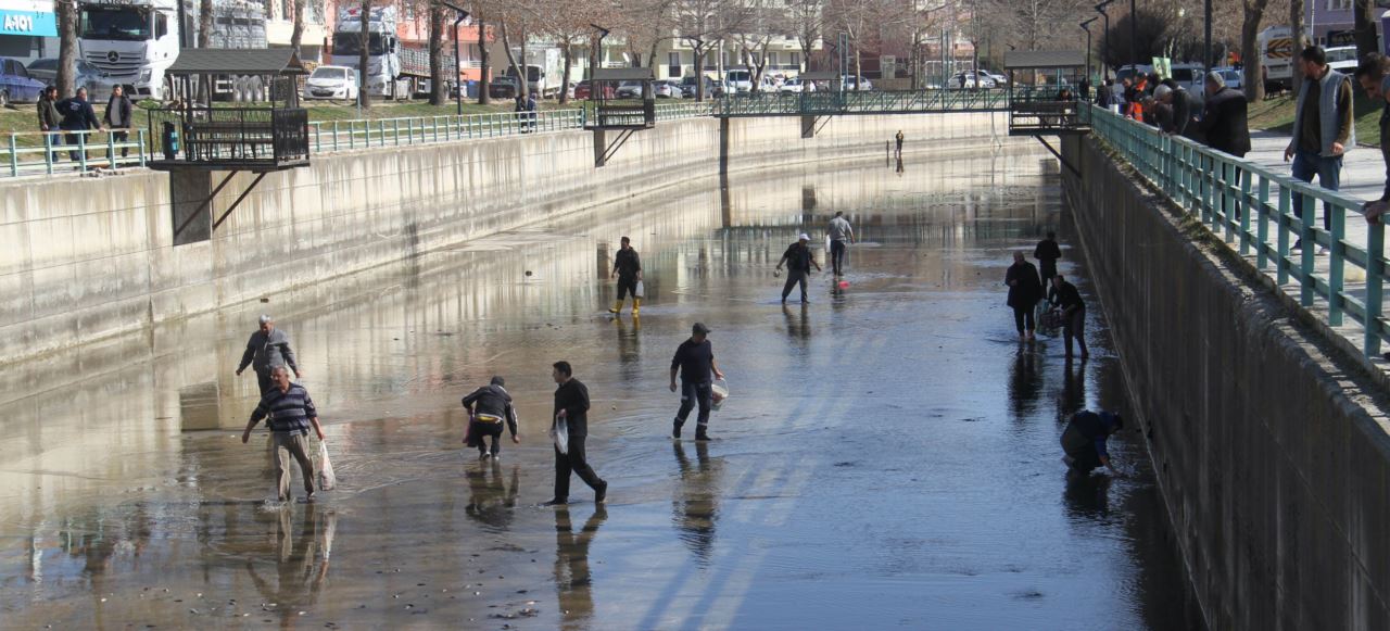 Kanala dökülen binlerce balığı almak için birbirleriyle yarıştılar