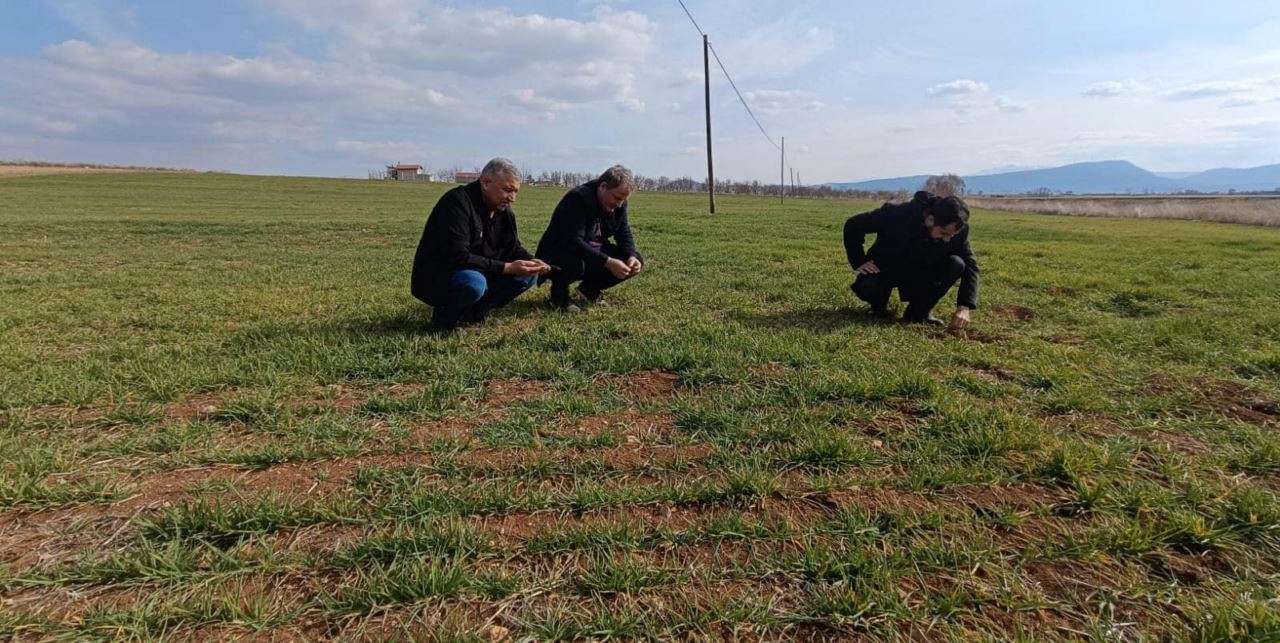 Hububat ekili alanlarda ürün gelişim kontrolleri devam ediyor