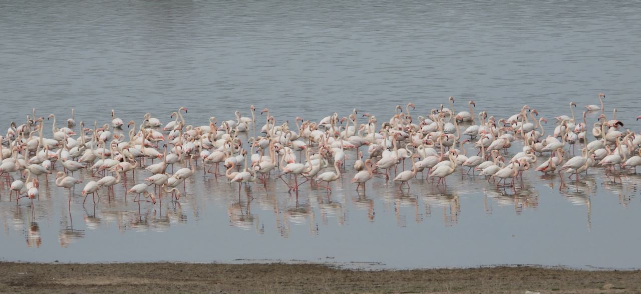 Flamingolar bu yıl Gelingüllü Barajı'na erken geldi