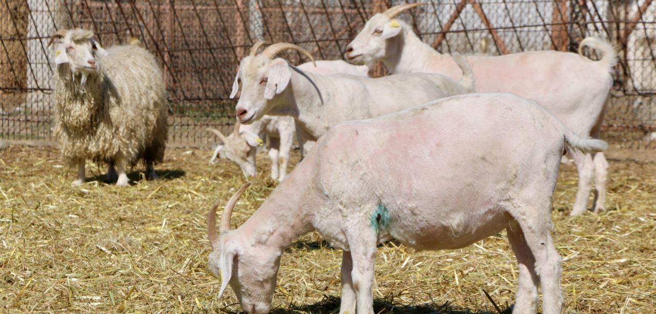Ankara keçilerinden bu yıl 2,5 ton tiftik elde edilmesi bekleniyor