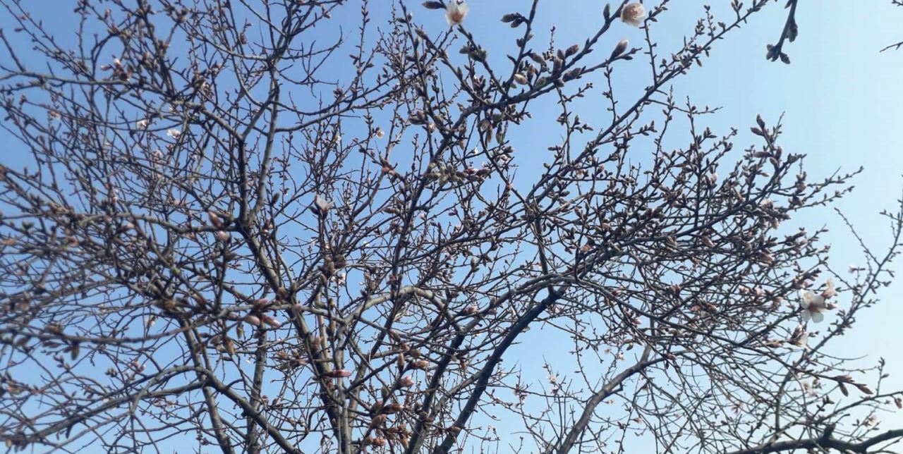 Konya'da badem ağaçları çiçek açmaya başladı