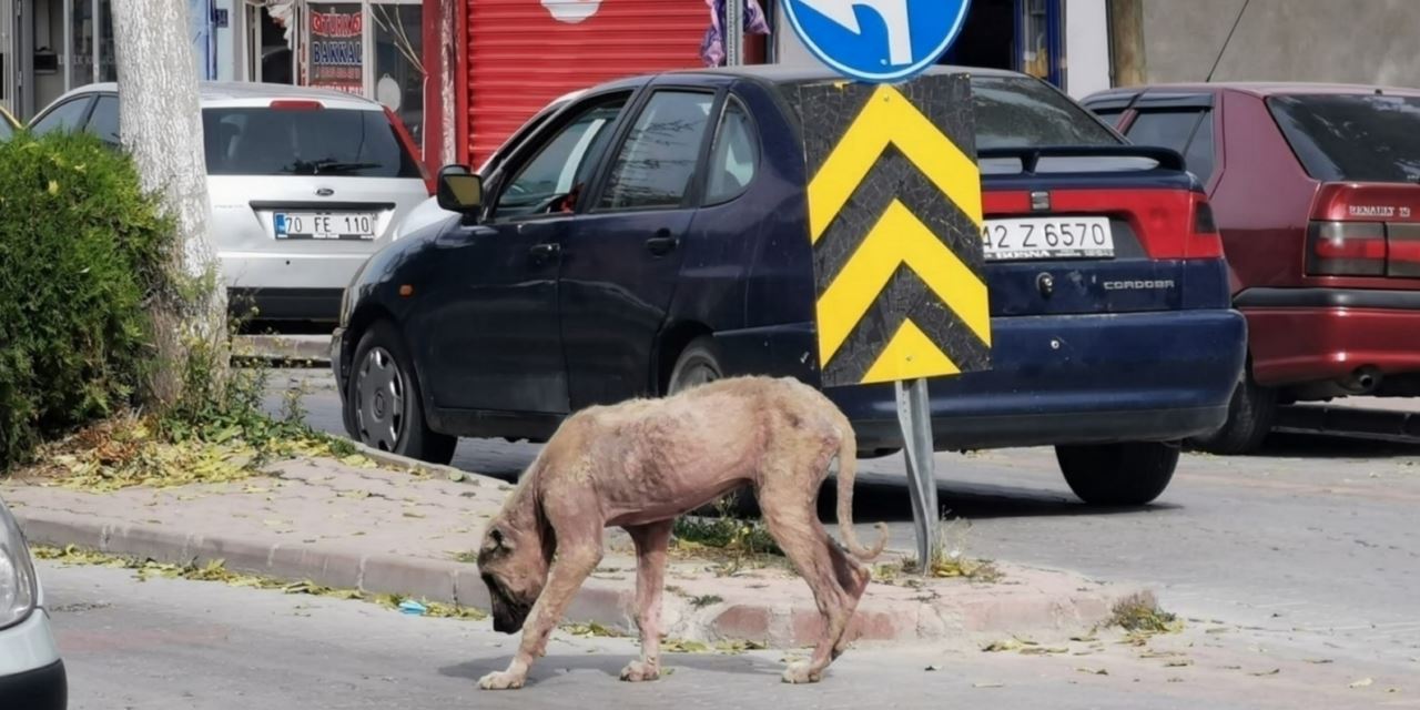 Sarayönü'nde başıboş köpeklerden bulaşan uyuz vakası görüldü