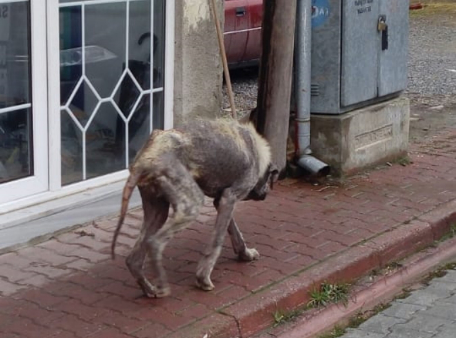 Sokak köpekleri endişe veriyor