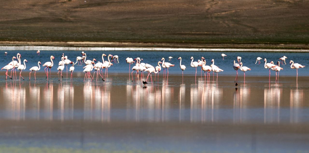 Su takviyesi Tuz Gölü'nü korudu; Toplu flamingo ölümü yaşanmadı