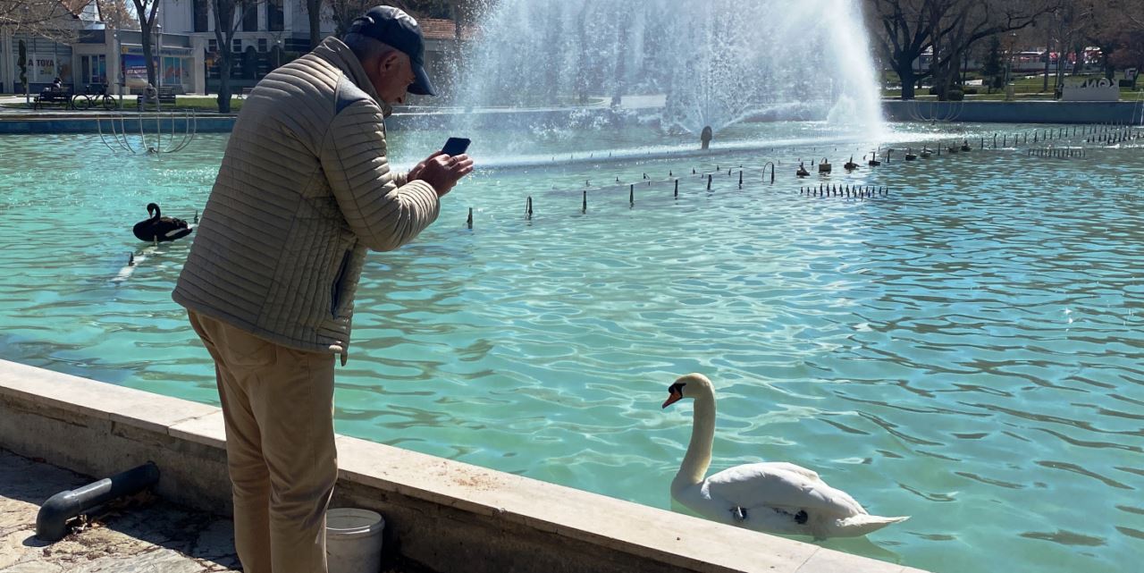 Kültürpark'taki kuğular vatandaşların ilgi odağı oldu