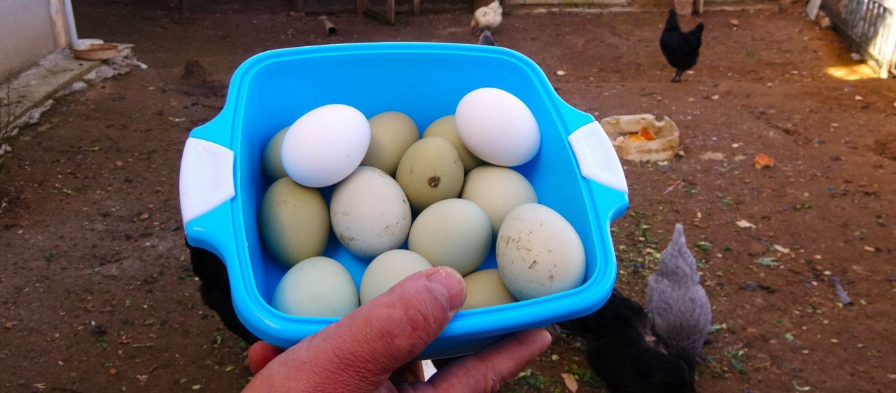 Bu yumurtanın tanesi 20 liradan satılıyor